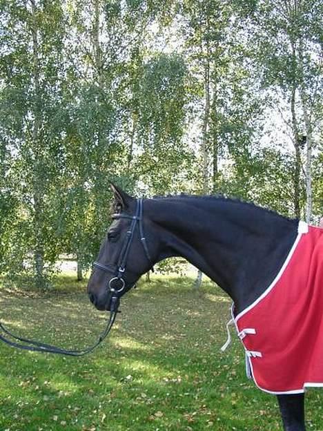 Dansk Varmblod Janni R.I.P. - fra klubmesterskabet : D billede 4