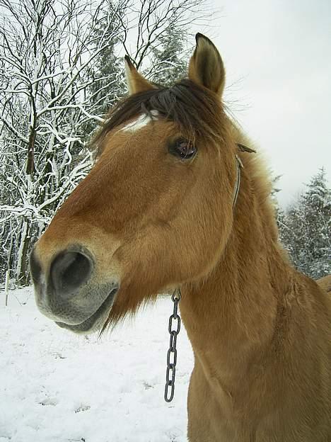Anden særlig race Rasmus  - Nej det er ikke en kæde om hans hals men en halsrem! billede 3