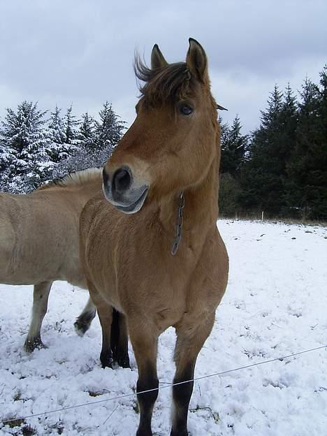 Anden særlig race Rasmus  - Nej det er ikke en kæde om hans hals men en halsrem! billede 4