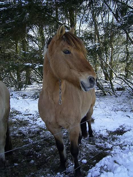 Anden særlig race Rasmus  - Nej det er ikke en kæde om hans hals men en halsrem! billede 5