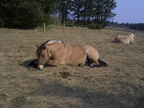 Anden særlig race Rasmus  billede 7