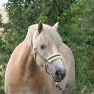 Haflinger Victor Af Næsbæk R.I.P