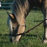 Haflinger Victor Af Næsbæk R.I.P