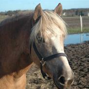 Haflinger Victor Af Næsbæk R.I.P