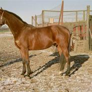 Dansk Varmblod Ragazoni *R.I.P*