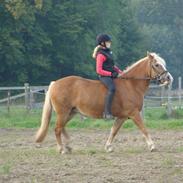 Haflinger Skovfryds mary