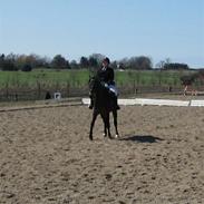 Anden særlig race 'Samson <3 (solgt) :'(