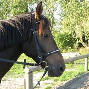 Anden særlig race 'Samson <3 (solgt) :'(