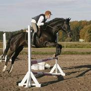 Dansk Varmblod Dun Dee "part"