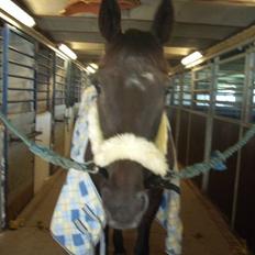 Traver Classic Lady R.I.P :-(