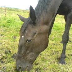 Traver Classic Lady R.I.P :-(