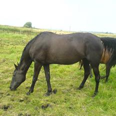 Traver Classic Lady R.I.P :-(