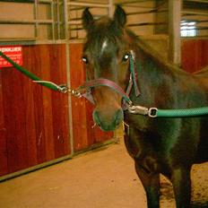 Anden særlig race Ami (SOLGT) :'(