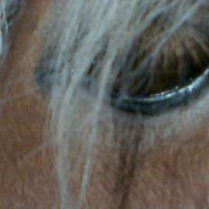 Shetlænder Pikatju Himmelhesten