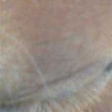 Shetlænder Pikatju Himmelhesten