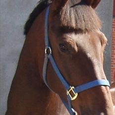 Hollandsk Varmblod Twister  *SOLGT*