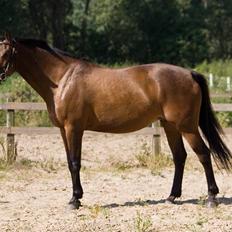 Dansk Varmblod Damgårdens CasiopejaR.I.P