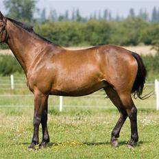 Dansk Varmblod Damgårdens CasiopejaR.I.P