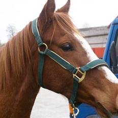 Welsh Partbred (Sec F) Zena