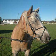 Haflinger Victor Af Næsbæk R.I.P