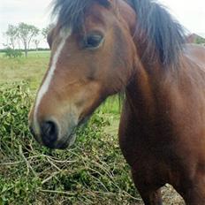 Anden særlig race Lover Girl †