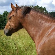 New Forest Boytano ~ Aflivet