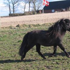 Shetlænder Gabbi *solgt* :'(