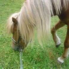 Islænder Hrísla fra Gerskov R.I.P.