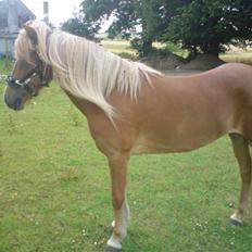 Islænder Hrísla fra Gerskov R.I.P.