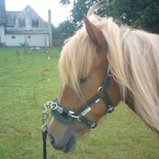 Islænder Hrísla fra Gerskov R.I.P.