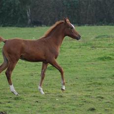 Arabisk fuldblod (OX) Mudafir ox