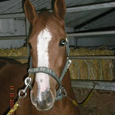 Welsh Partbred (Sec F) Zena