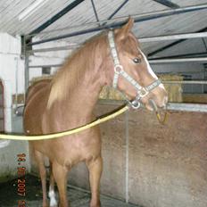 Welsh Partbred (Sec F) Zena