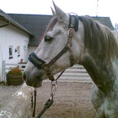 Anden særlig race máshiri †R.I.P†