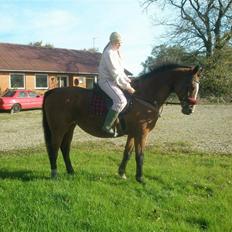 Dansk Varmblod Tequila ~SOLGT~R.I.P