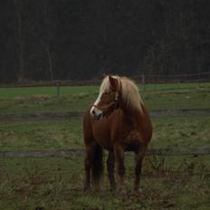 Haflinger Skovfryds mary
