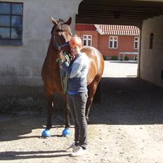 Hollandsk Varmblod Twister  *SOLGT*