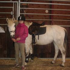 Anden særlig race cornelius(SOLGT Og savnet