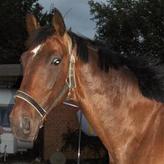 Hollandsk Varmblod MR.U.S.A (SOLGT)