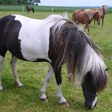 Islænder bjarklind fra juel