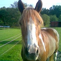 Pinto Felix - Den uimodstålige<3