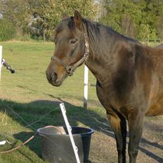 New Forest Ninna Af Damgård