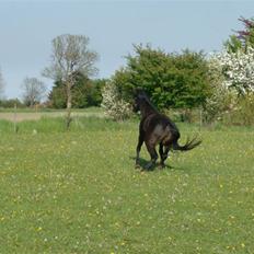 New Forest Ninna Af Damgård