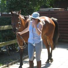 Dansk Varmblod Ladidah(Aflivet)