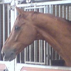 Dansk Varmblod Geronimo