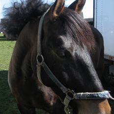 Anden særlig race 'Samson <3 (solgt) :'(