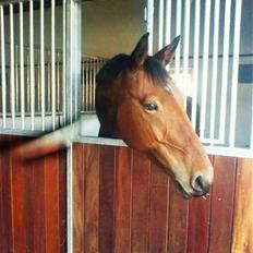 Hollandsk Varmblod Stifler