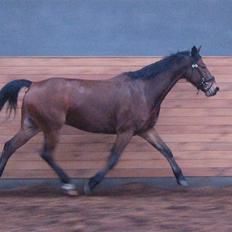 Hollandsk Varmblod Stifler