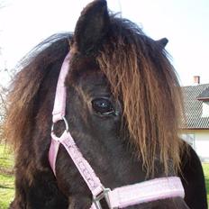 Shetlænder Prut *SOLGT*