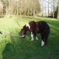 Shetlænder Prut *SOLGT*